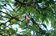 Polioptila lactea
