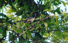 Polioptila lactea