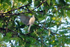 Polioptila lactea