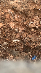 Solenopsis saevissima