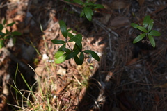 Pieris phillyreifolia
