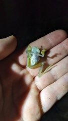 Teratohyla pulverata