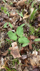 Cardamine diphylla