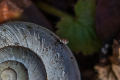 Truncatellina callicratis