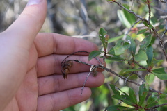 Cliftonia monophylla