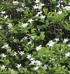 Wrightia antidysenterica