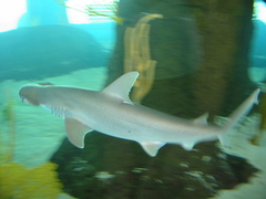 Bonnethead photo 2