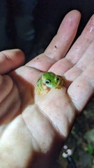 Teratohyla pulverata