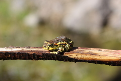Rhinella atacamensis