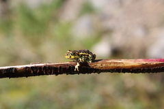 Rhinella atacamensis