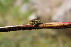 Rhinella atacamensis