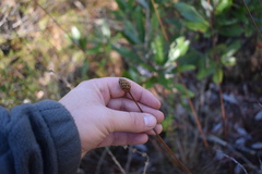 Xyris fimbriata