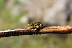 Rhinella atacamensis