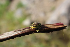 Rhinella atacamensis