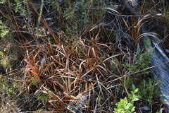 Xyris fimbriata