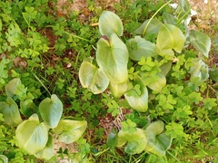 Arisarum