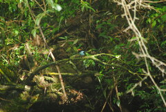 Chiroxiphia caudata