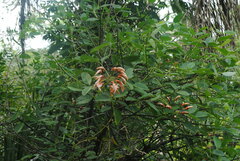 Erythrina crista-galli