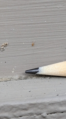 Entomobrya atrocincta