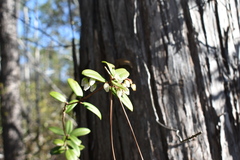 Pieris phillyreifolia