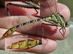 Dromogomphus spoliatus