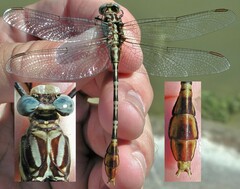 Dromogomphus spoliatus