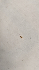 Entomobrya atrocincta