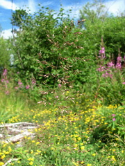 Poa palustris