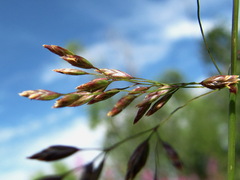 Poa palustris