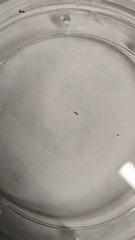 Entomobrya atrocincta