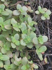 Crassula