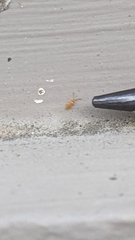 Entomobrya atrocincta