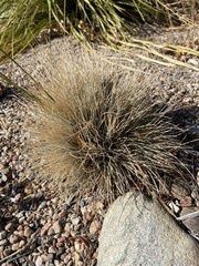 Festuca glauca