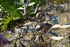 Baptisia lanceolata