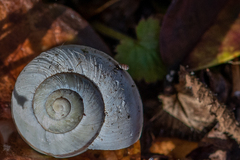 Truncatellina callicratis