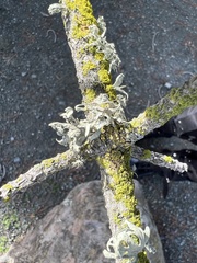 Ramalina leptocarpha