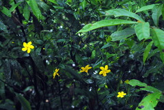 Pavonia sepium