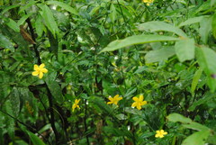 Pavonia sepium