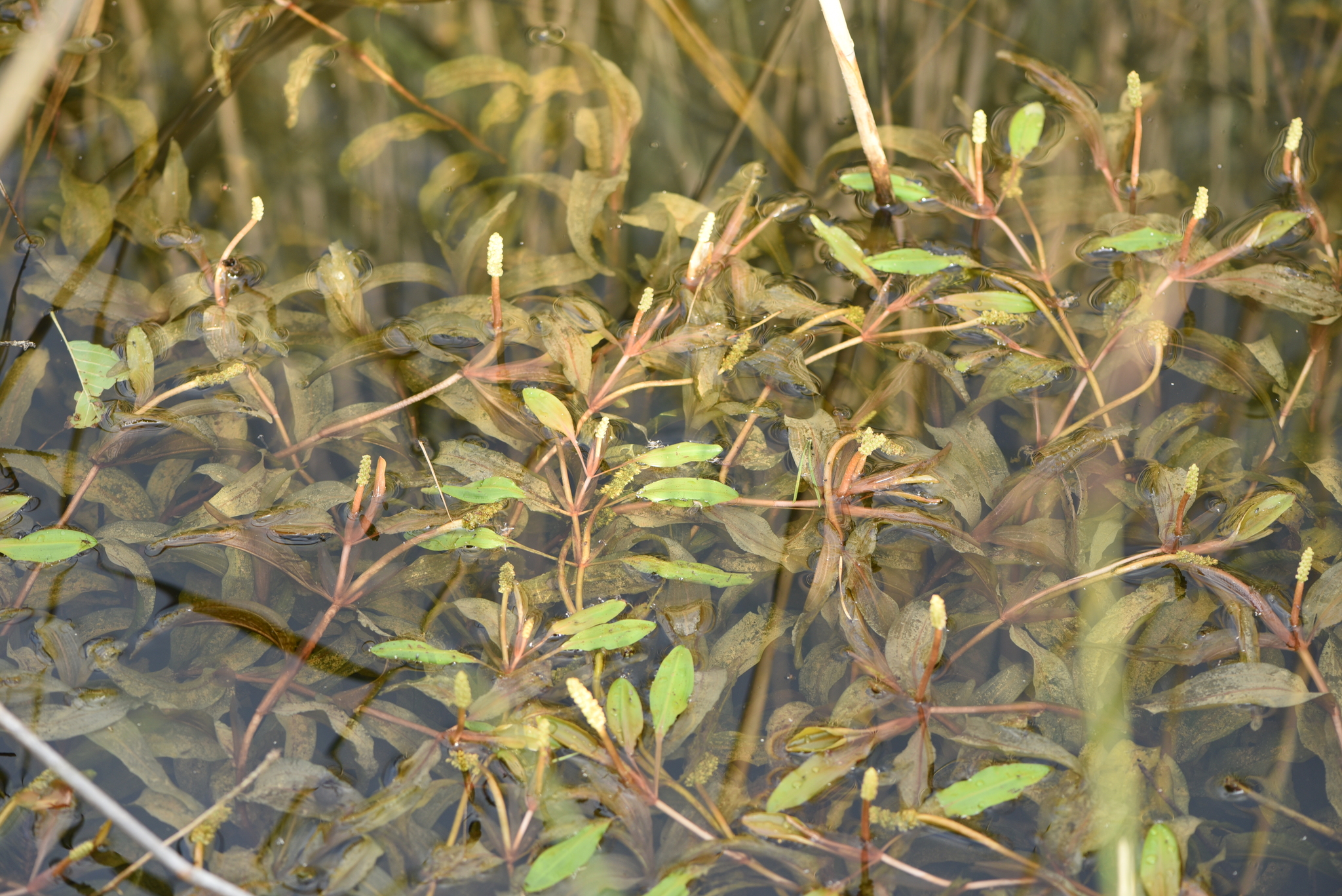 ホソバヒルムシロ (Potamogeton alpinus) · iNaturalist