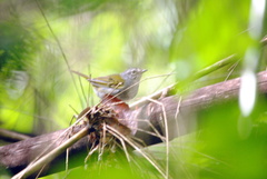 Myiothlypis leucoblephara