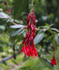 Fuchsia boliviana