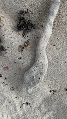 Amphimedon compressa