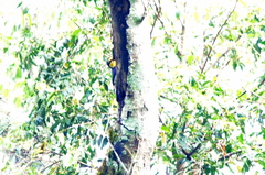 Melanerpes flavifrons