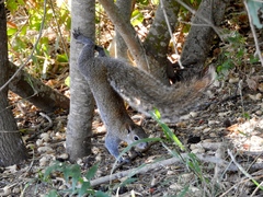 Sciurus colliaei