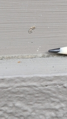 Entomobrya atrocincta