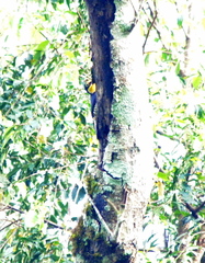 Melanerpes flavifrons