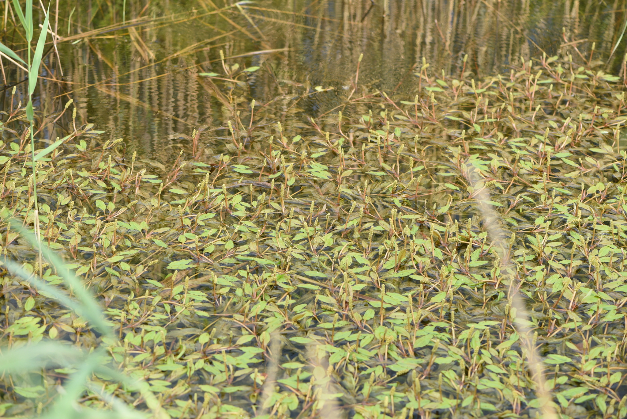 ホソバヒルムシロ (Potamogeton alpinus) · iNaturalist