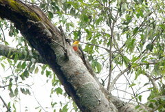 Melanerpes flavifrons