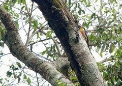 Melanerpes flavifrons