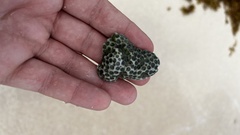 Montastraea cavernosa